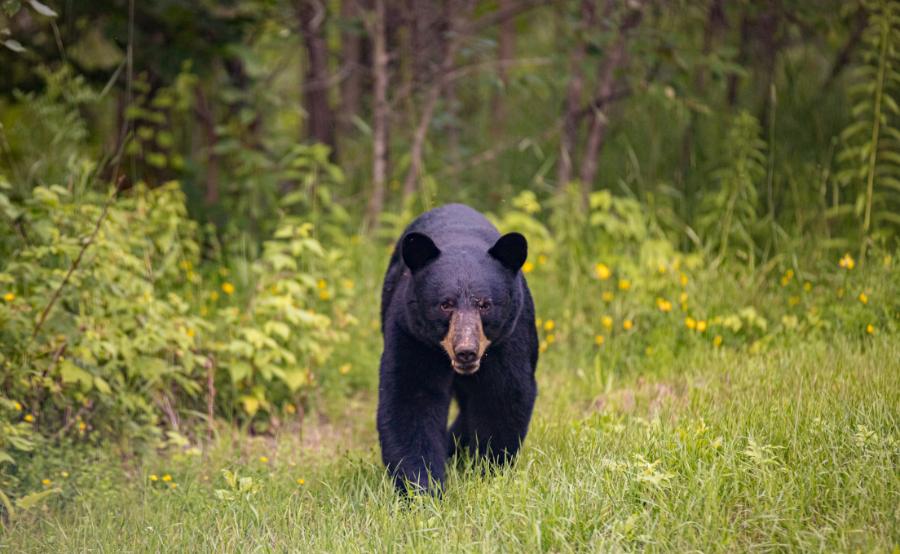 Black bear in the grass