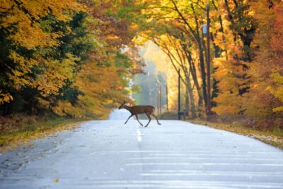 Female deer In Bayfield County,