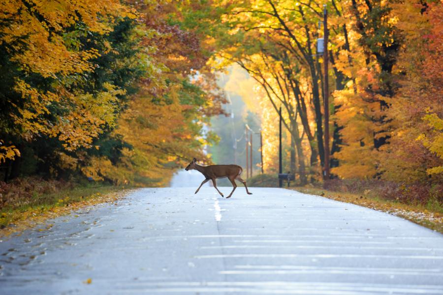 Female deer In Bayfield County,