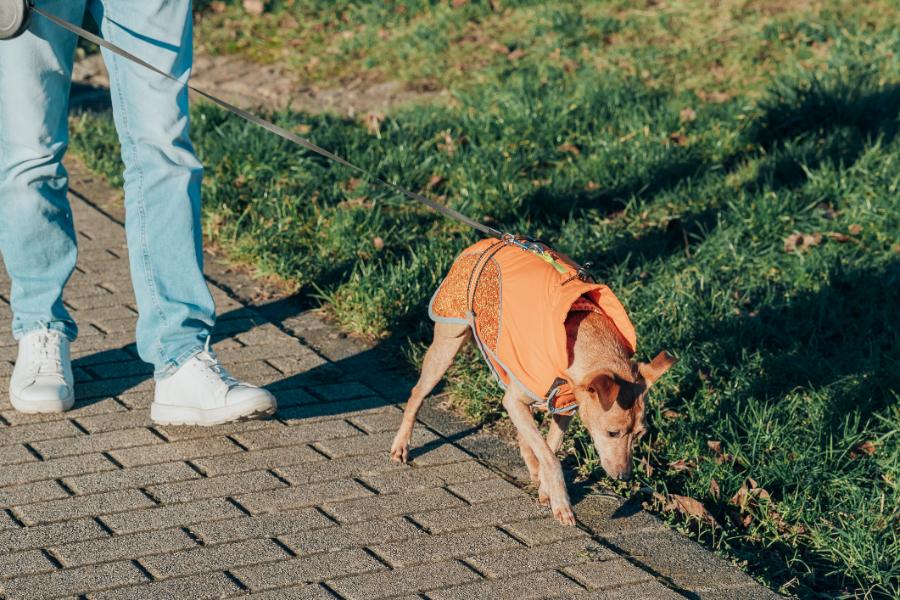 Man and his dog walking