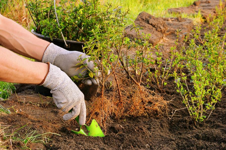 Tree planting