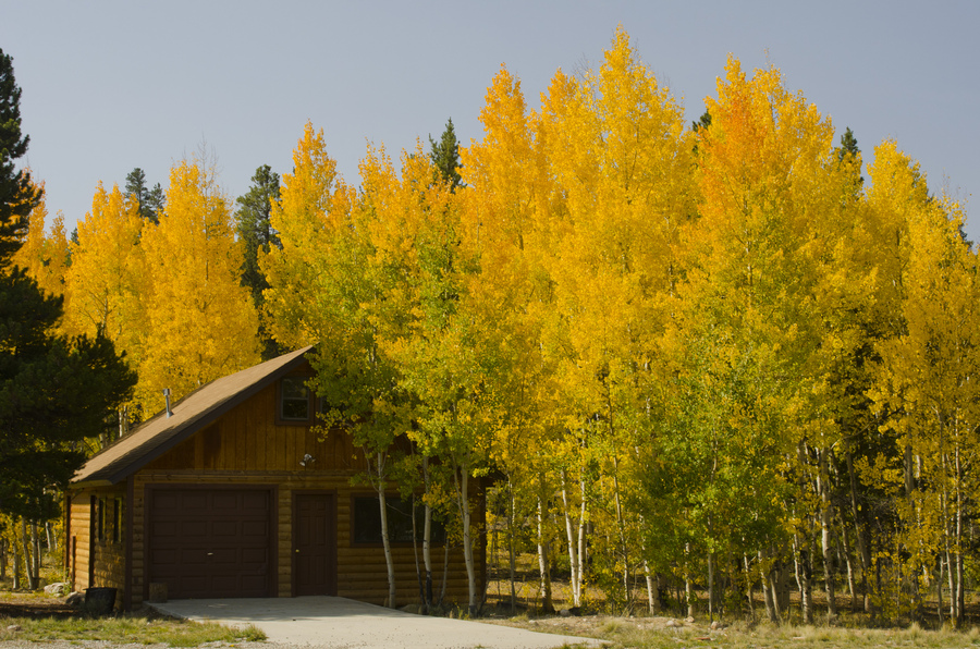 A small mountain cabin is surrounded by the colors of Autumn, with aspen trees turning gold.